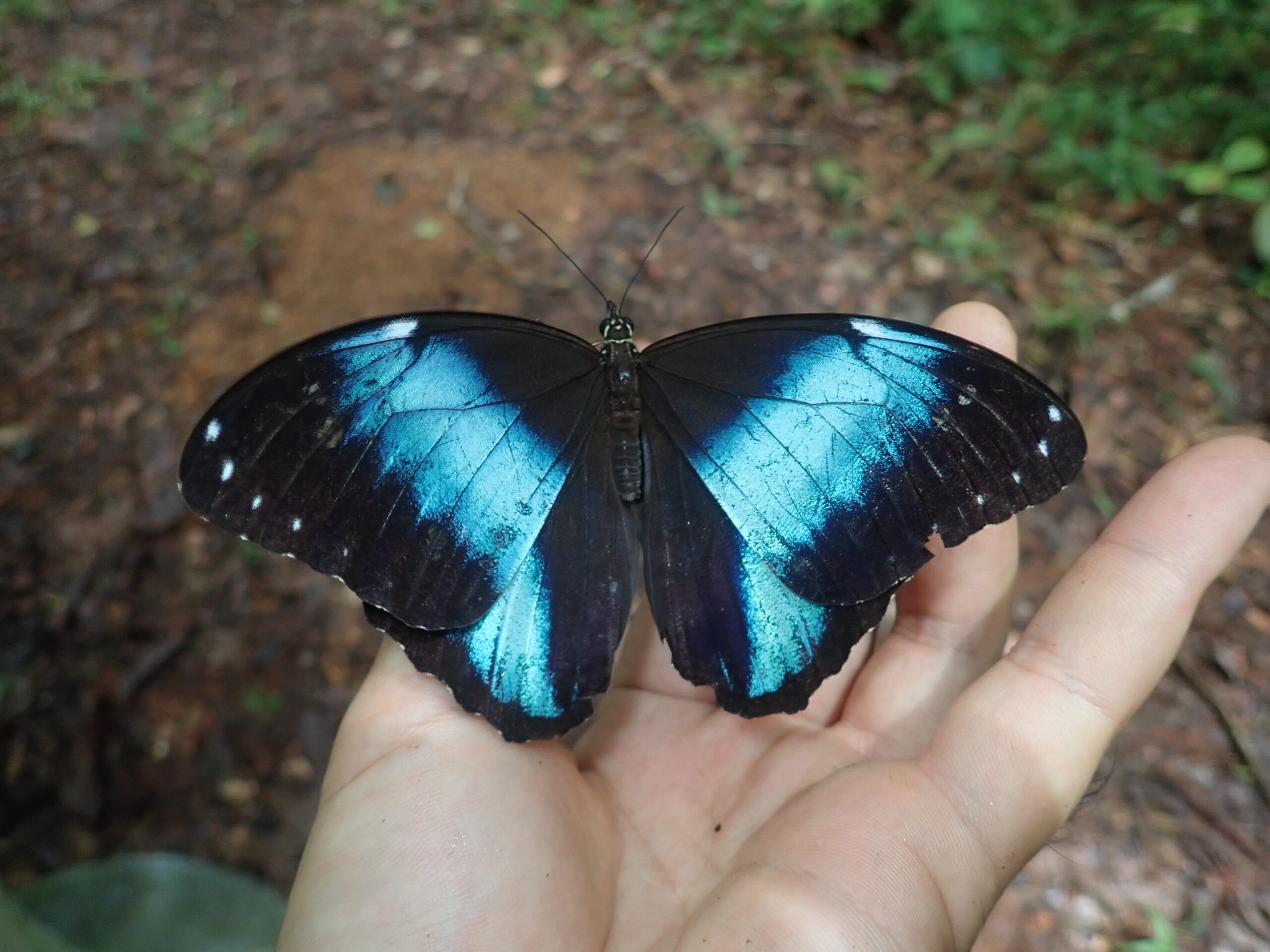 虫にぃにぃ、青く輝くモルフォチョウを捕獲！ - 西表島カヌー
