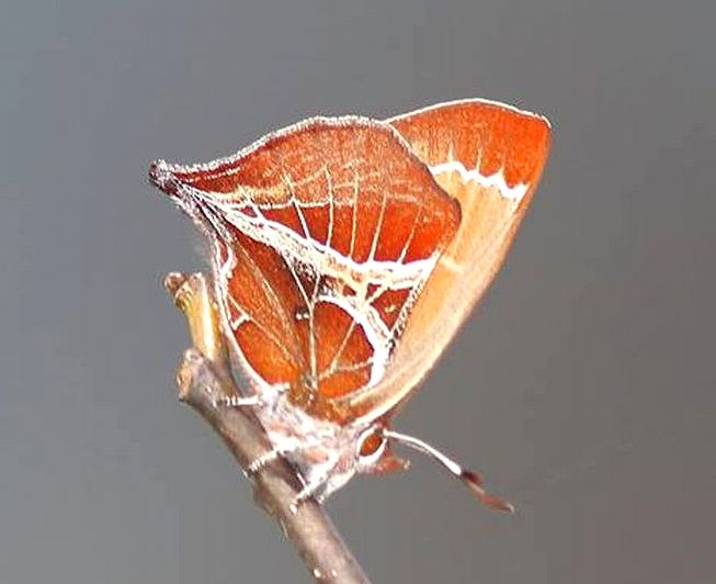 si-yaimonsijimi1-20150315-