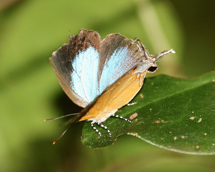 si-asagi1-douga-20240629-