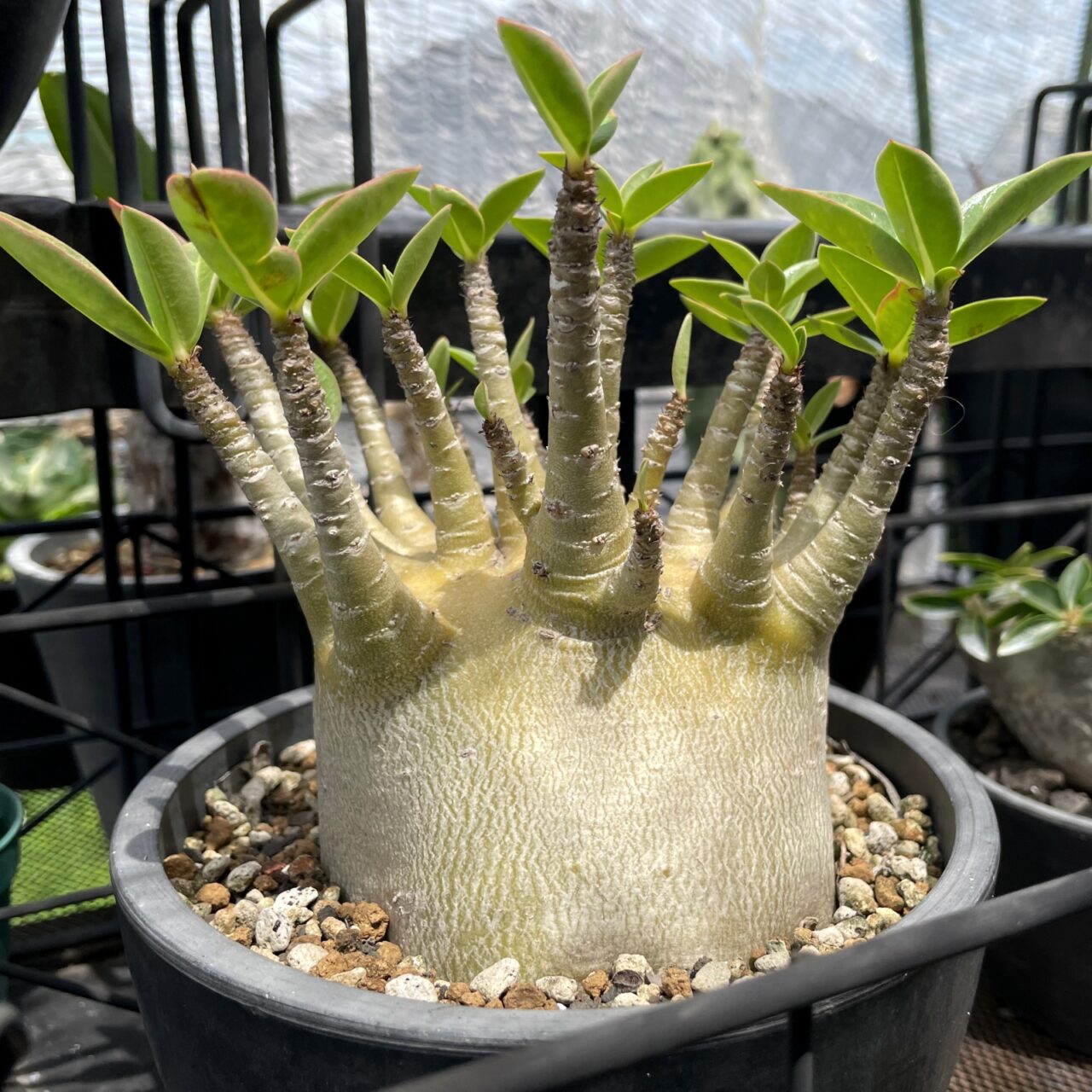 アデニウム アラビカム スーパー ドワーフ / 思わぬ腐りからの植え替え