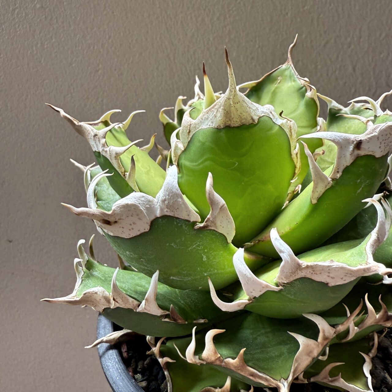 レッドキャットウィーズル（ゴリ猫）の成長記録 2025 | すごいグリーン