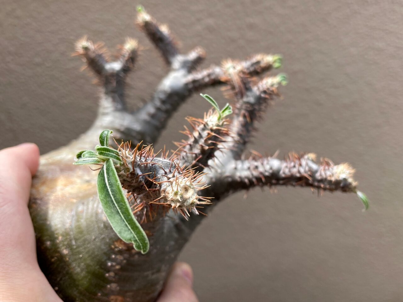 水耕で発根管理中のグラキリスが発根しないので土に植え替えてみる