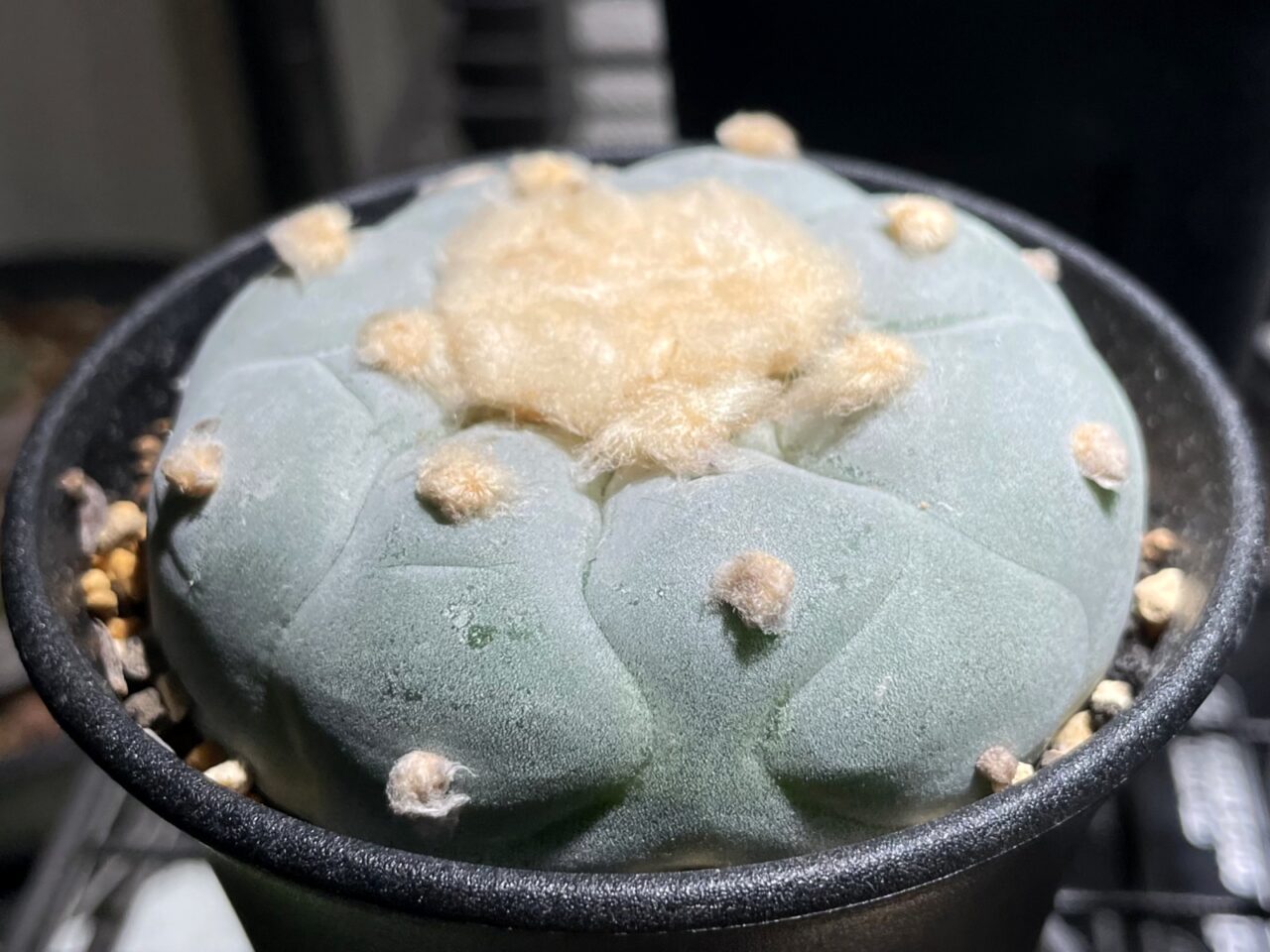 大疣鳥羽玉 ロフォフォラ 実生 種子] ロフォフォラ 疣銀冠玉