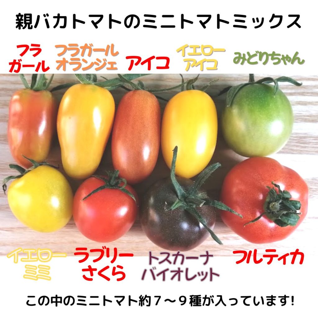ミニトマト約7種ミックス1.1kg【おためしサイズ】 税込1620円 | 親
