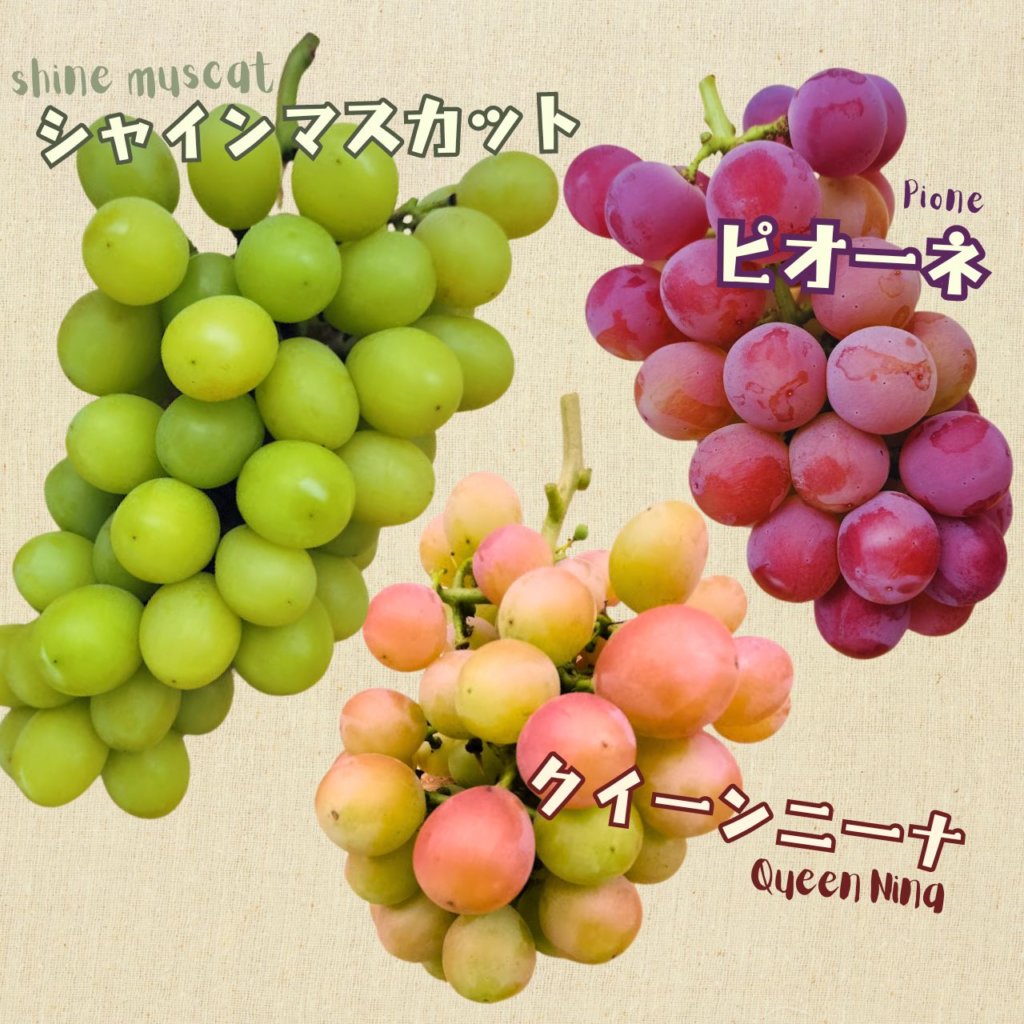 ぶどう3種詰め合わせ約2kg 3〜5房入り 税込3850円 | 親バカトマト 助川