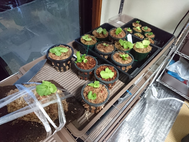 胞子培養のリドレイをついにポット上げ！ | スーパーサボテンタイム