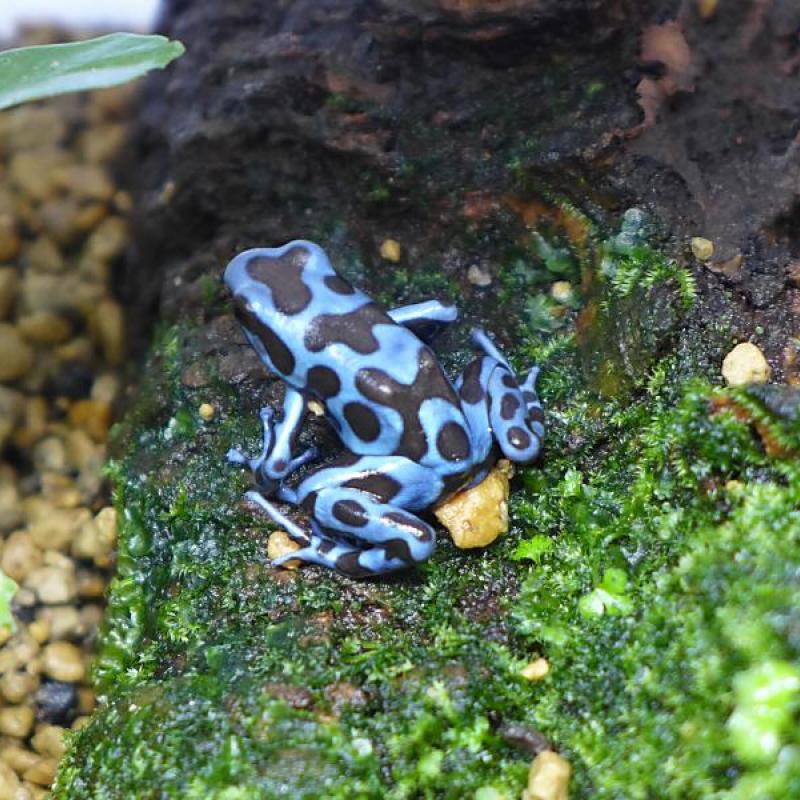 NATURE'S （ネイチャーズ） | 爬虫類専門店